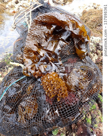 海藻釣魚 137898361