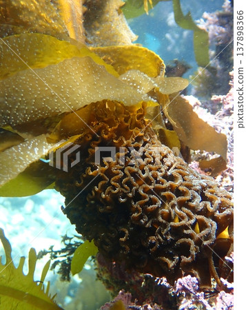 水下可見的海藻(一種海藻) 水下可見的海藻(一種海藻) 137898366