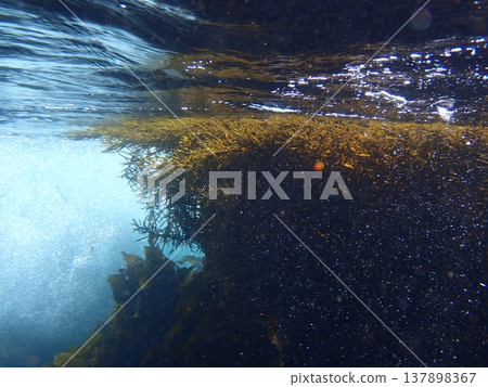 海藻在水面上被波浪翻滾。 海藻在水面上被波浪翻滾。 137898367
