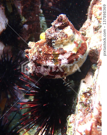 Turban shell and sea urchin 137898369
