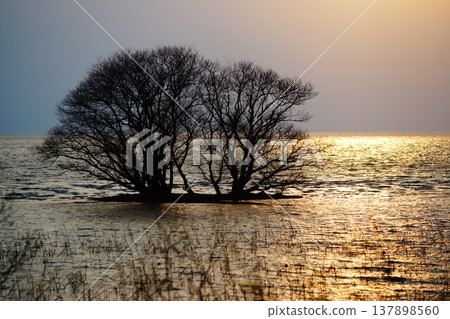 Floating islands on Lake Biwa 137898560