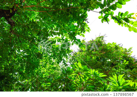 Fresh green and sunbeams Fresh green and sunbeams 137898567
