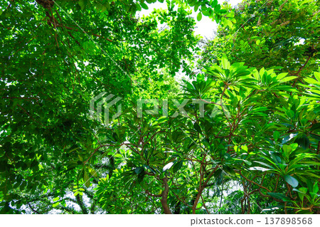 Fresh green and sunbeams Fresh green and sunbeams 137898568
