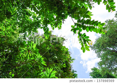 Fresh green and sunbeams 137898569
