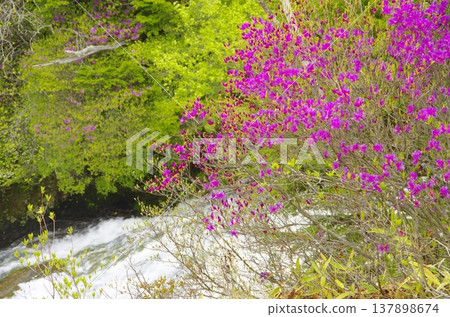 Ryuzunotaki waterfall and Mitsuba azalea in early summer in Oku-Nikko Ryuzunotaki waterfall and Mitsuba azalea in early summer in Oku-Nikko 137898674