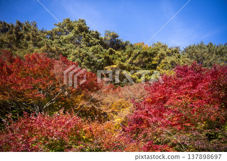 Autumn leaves 137898697