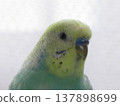 Sekisei長尾小鸚鵡 Sekisei長尾小鸚鵡 137898699