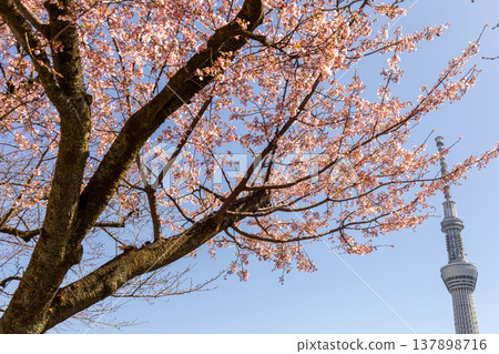 Cherry blossoms blooming against a blue sky and Tokyo Skytree Cherry blossoms blooming against a blue sky and Tokyo Skytree 137898716