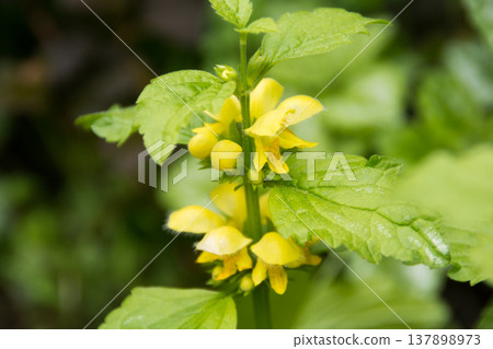 Yellow Lamium album blooming in the spring garden. Yellow Lamium album blooming in the spring garden. 137898973