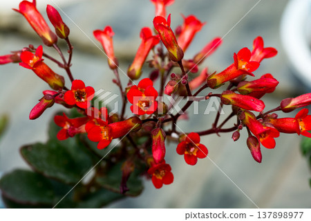 Red Kalanchoe flowers blooming in the greenhouse 137898977