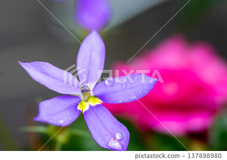 雨後,紫色的鳶尾花盛開。 雨後,紫色的鳶尾花盛開。 137898980