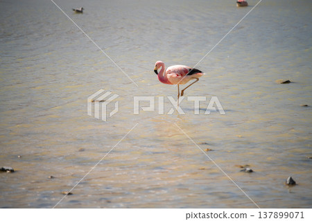 Serene pink flamingo standing on one leg in lake in Andes Serene pink flamingo standing on one leg in lake in Andes 137899071