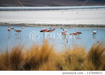 Peaceful pink flamingo flock wading in serene blue lake in Bolivia 137899072