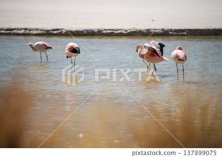 Serene flock of pink flamingo birds standing in shallow water nature 137899075