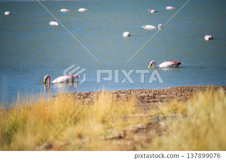Serene pink flamingo flock swimming in blue lake in wild South America Serene pink flamingo flock swimming in blue lake in wild South America 137899076