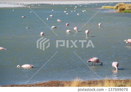 Peaceful flamingo bird flock wading in serene lake water in Bolivia Peaceful flamingo bird flock wading in serene lake water in Bolivia 137899078