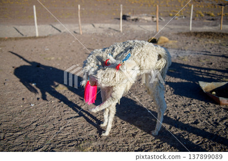 Festive llama with colorful decoration at traditional festival in Bolivia 137899089