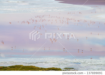 Serene flamingo flock in pink water of Laguna Colorada Bolivia 137899091