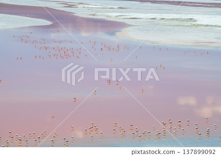 Serene pink water with flamingo flock at Laguna Colorada in Bolivia 137899092