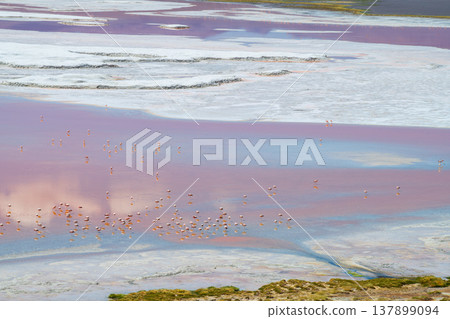 Surreal colorful water landscape at Laguna Colorada lake in Bolivia Surreal colorful water landscape at Laguna Colorada lake in Bolivia 137899094