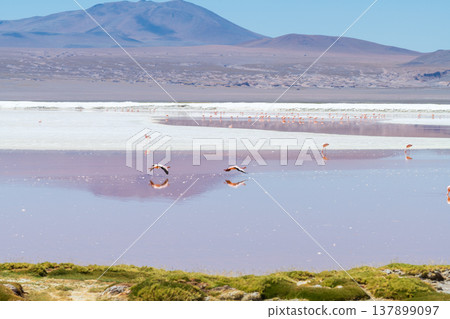 Serene Laguna Colorada stunning red lake with flamingo in Bolivia 137899097