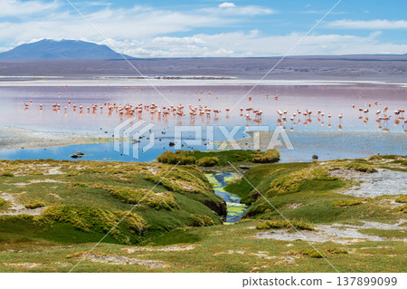 Beautiful Laguna Colorada in Bolivia tranquil landscape with flamingos Beautiful Laguna Colorada in Bolivia tranquil landscape with flamingos 137899099