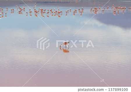 Peaceful flamingo flock in colorful Laguna Colorada Bolivia with serene mountain reflection 137899100