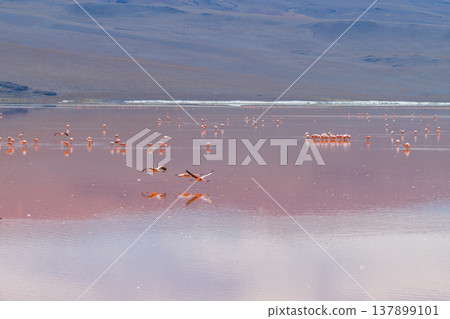 Serene flamingo flock reflects on water of Laguna Colorada in Bolivia Serene flamingo flock reflects on water of Laguna Colorada in Bolivia 137899101