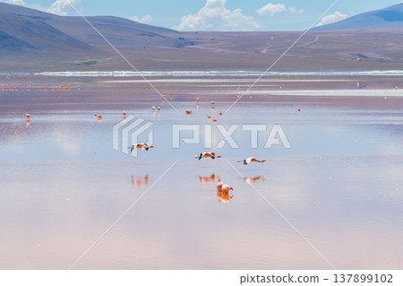 Serene flamingo flock on Laguna Colorada stunning red lake in Bolivia Serene flamingo flock on Laguna Colorada stunning red lake in Bolivia 137899102