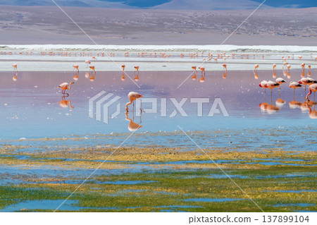 Serene flamingos wade in colorful water at Laguna Colorada Bolivia Serene flamingos wade in colorful water at Laguna Colorada Bolivia 137899104