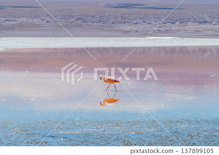 Serene flamingo walking in pink water of Laguna Colorada Bolivia with reflection Serene flamingo walking in pink water of Laguna Colorada Bolivia with reflection 137899105