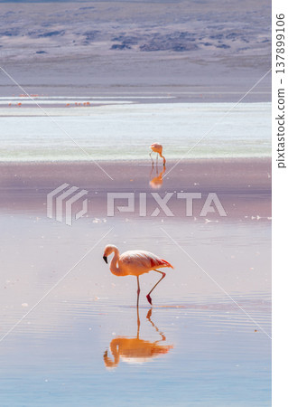 Serene flamingo bird with reflection in Laguna Colorada Bolivia Serene flamingo bird with reflection in Laguna Colorada Bolivia 137899106