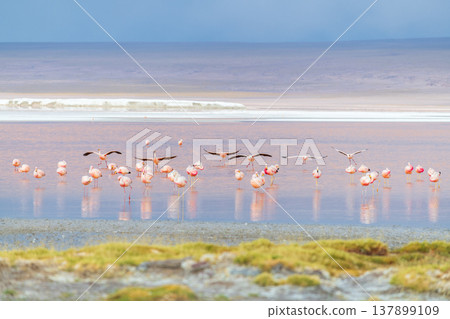 Peaceful pink flamingo flock flying over beautiful Laguna Colorada in Bolivia 137899109