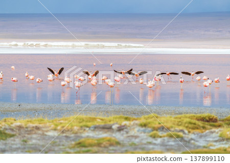 Serene flock of flamingo flying over colorful Laguna Colorada in Bolivia 137899110