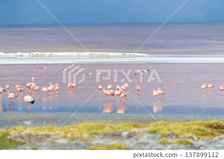 Calm flock of pink flamingos on red Laguna Colorada in Bolivia 137899112