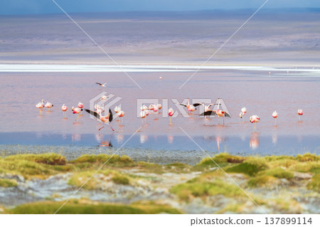 Serene flock of flying flamingo at Laguna Colorada in Bolivia 137899114