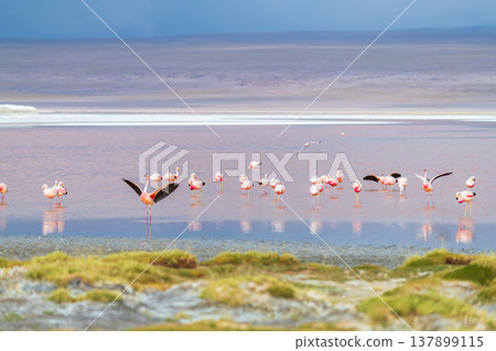 Serene flock of wild flamingos wading in red Laguna Colorada Bolivia 137899115