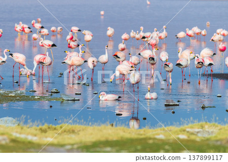 Serene flock of pink flamingo at Laguna Colorada in Bolivia Serene flock of pink flamingo at Laguna Colorada in Bolivia 137899117