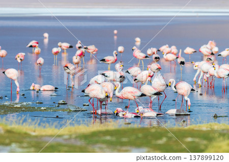 Serene flamingo flock wading in beautiful Laguna Colorada Bolivia Serene flamingo flock wading in beautiful Laguna Colorada Bolivia 137899120