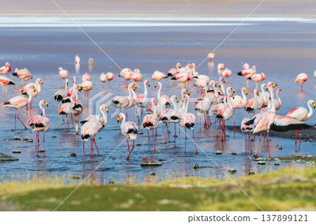Serene pink flamingo flock wading in Laguna Colorada lake Bolivia Serene pink flamingo flock wading in Laguna Colorada lake Bolivia 137899121