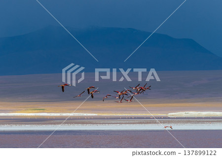 Serene flock of flamingo flying over colorful Laguna Colorada in Bolivia Serene flock of flamingo flying over colorful Laguna Colorada in Bolivia 137899122