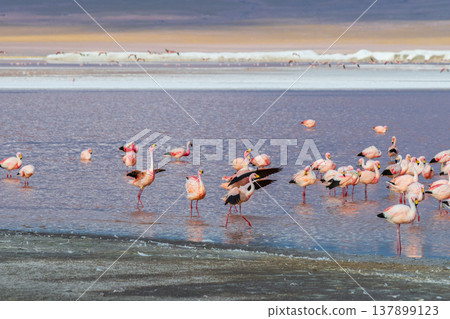 Tranquil pink flamingos feeding in colorful Laguna Colorada Bolivia Tranquil pink flamingos feeding in colorful Laguna Colorada Bolivia 137899123