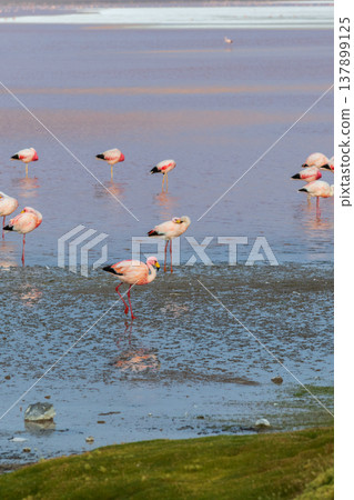Serene wildlife with flamingo at Laguna Colorada red lake in Bolivia 137899125