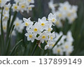 White daffodils that signal the arrival of spring 137899149