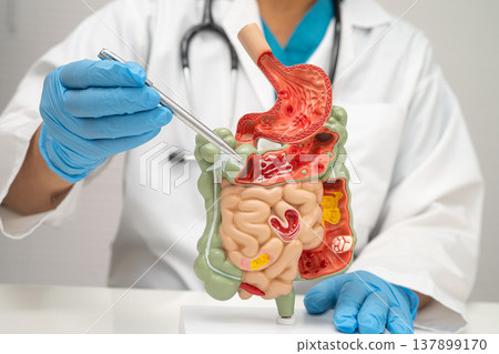 Digestive system with stomach and intestine, Asian doctor holding human model. 137899170