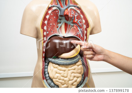 Student teenage learning anatomy biology with human body model in classroom at high school. Student teenage learning anatomy biology with human body model in classroom at high school. 137899178