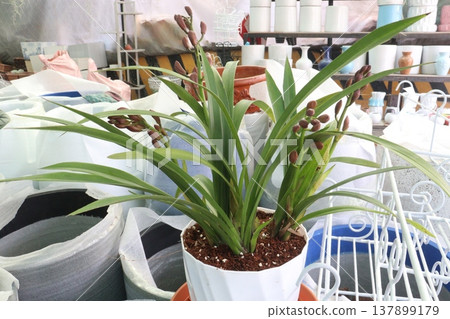 Boat orchid or cymbidium orchid flower plant Boat orchid or cymbidium orchid flower plant 137899179