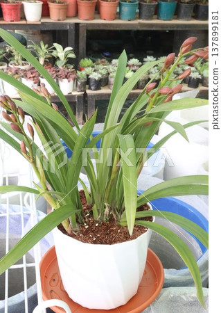 Boat orchid or cymbidium orchid flower plant 137899181