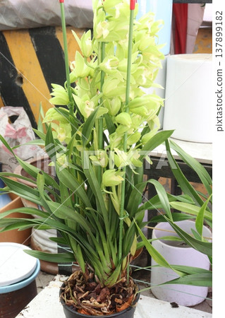Boat orchid or cymbidium orchid flower plant Boat orchid or cymbidium orchid flower plant 137899182