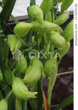 Boat orchid or cymbidium orchid flower plant Boat orchid or cymbidium orchid flower plant 137899186